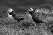 Atlantic puffin (Fratercula arctica), Papey Island von travelfoto