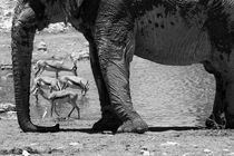 Elefant and Springboks in Etosha Nationalpark by travelfoto