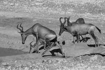 Impalas, b/w by travelfoto