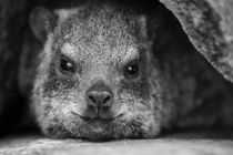 Klippschliefer, Procavia capensis, Namibia by travelfoto