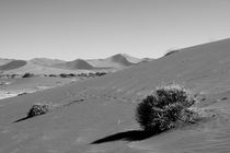 Sand dunes of the Namib von travelfoto