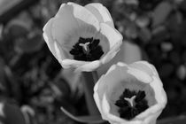 Tulips b/w von travelfoto