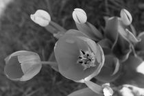 Tulips b/w von travelfoto