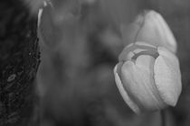 Tulips, b/w von travelfoto