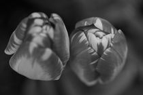 Tulips in black and white von travelfoto