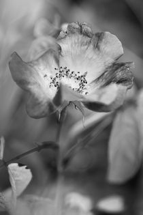 Blossom b/w by travelfoto