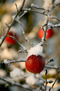 Winteräpfel von Heidrun Lutz