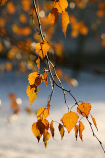 Goldene Birke von Heidrun Lutz