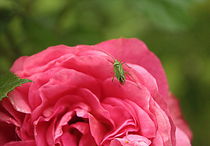 Rose mit kleinem grünen Gast, Rose with a little green visitor von Johanna Leithäuser