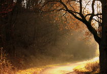 Herbstbaum im Sonnenlicht - Tree in the sun von Johanna Leithäuser