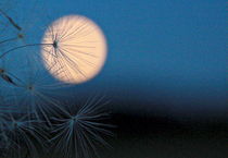 Pusteblume im Mondschein - Dendelion clock in the moonlight von Johanna Leithäuser