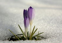 Zeischen Winter und Frühling von Johanna Leithäuser