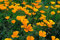 Kalifornischer Mohn-Eschscholzia californica-california poppy von monarch