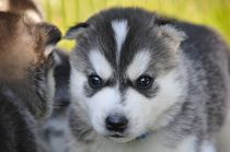 Husky Welpe Portrait by Michael Ebardt