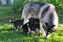 Husky Hündin mit Welpen von Michael Ebardt