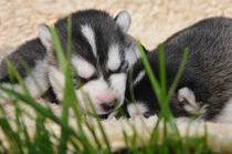 Husky Babies, schlafend von Michael Ebardt