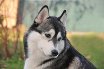 Siberian Husky Hündin von Michael Ebardt