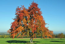 Apfelbaum im Spätsommer von Michael Ebardt