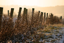 Goldener Winternachmittag von Heidrun Lutz