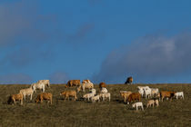 Kühe auf der Weide von Daniel Kühne