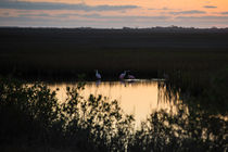 Sunrise With Roseate Spoonbills by agrofilms