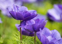 Purple Flowers von Jon Woodhams