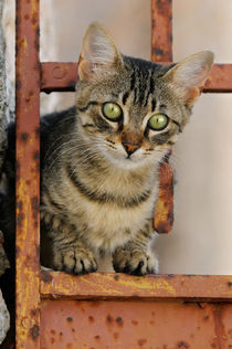 Katzenkind in rostiger Gartentür. Cute kitten on a rusty iron door  von Katho Menden