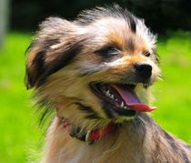 Yorkshire-Mix Puppy in light Brown von Michael Ebardt