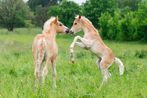 Haflinger Fohlen spielen und steigen. Haflinger horses foals playing and rearing by Katho Menden