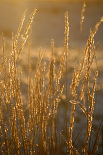 Im goldenen Abendlicht von Heidrun Lutz