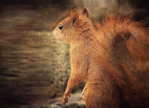 Red Squirrel von Vera Kämpfe