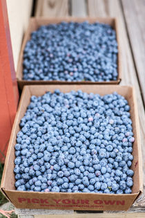 Farm Fresh picked blueberries by Matilde Simas