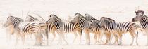 panoramic - Hartmann's mountain zebra from Northern Namibia by Matilde Simas