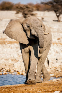 African Elephant von Matilde Simas