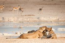 Lioness and her two cubs lounging von Matilde Simas