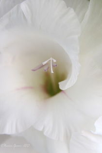 Flower Tornado by Maureen Opsomer