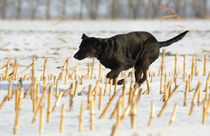 Labrador im Schnee - Labrador in the snow von ropo13