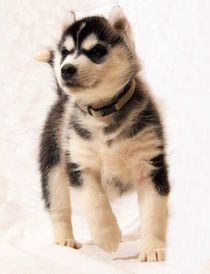 Siberian Husky Welpe von Michael Ebardt