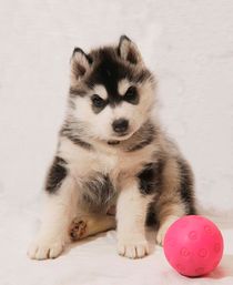 Siberian Husky Puppy von Michael Ebardt