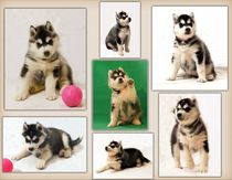 Husky Puppies Collage by Michael Ebardt