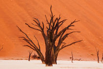 Dead Vlei Camelthorn Trees von Matilde Simas