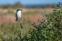 Loggerhead Shrike by agrofilms