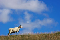 Das Schaf by AD DESIGN Photo + PhotoArt