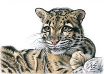 Nebelparder - Clouded Leopard von Nicole Zeug