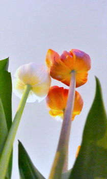 Tulpenblüten von Wolfgang Janisch