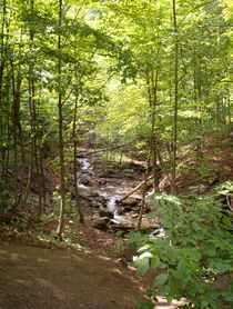 Peaceful Brook by Sabine Cox