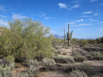 Arizona Desert (7) by Sabine Cox