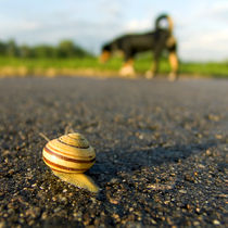 Weg-Gefährten by STEFARO .