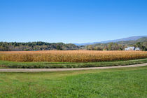 Golden Valley von John Bailey