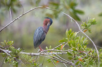 Preening Greenie by John Bailey